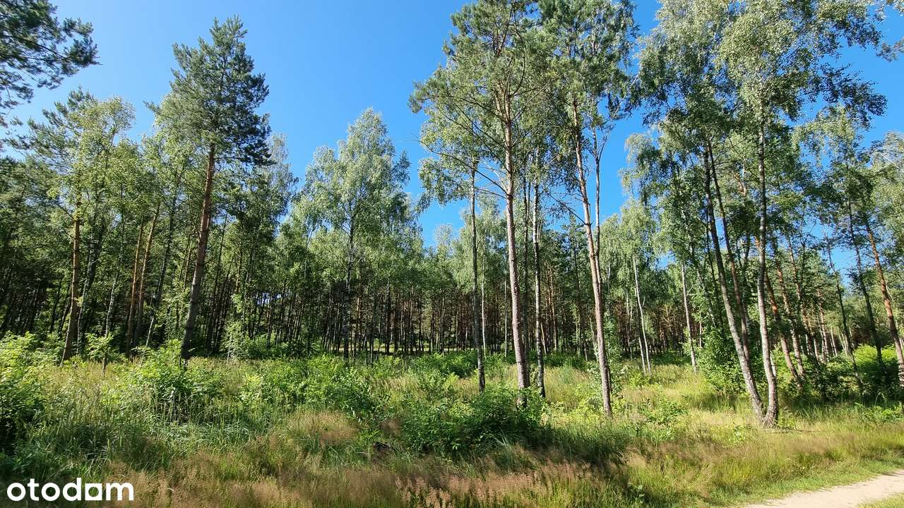 Działka ze starodrzewiem - Puszcza Zielonka Karczewko-10