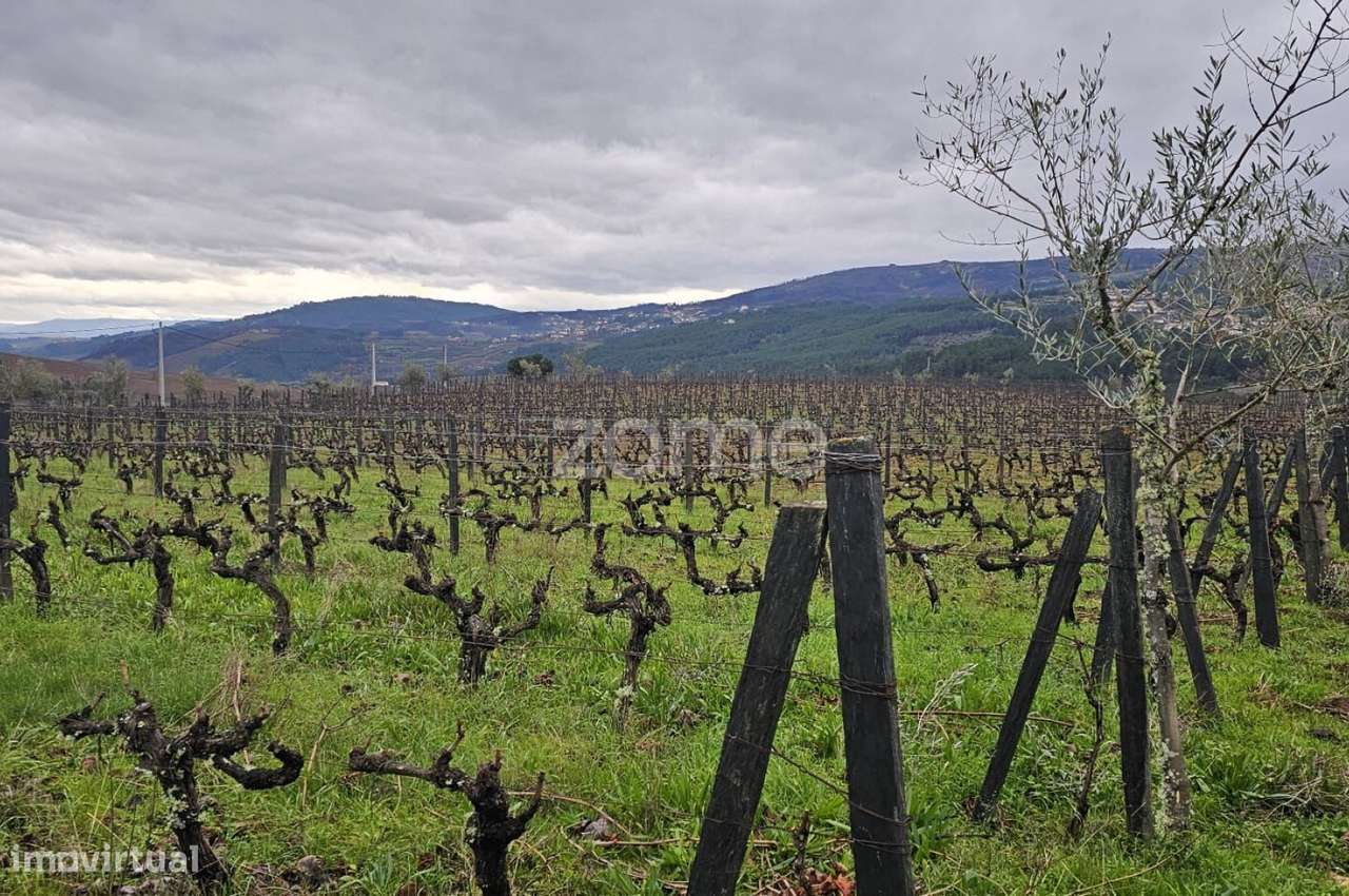 Terreno Agrícola – 22.800 m² – Vilar de Maçada, Alijó-5