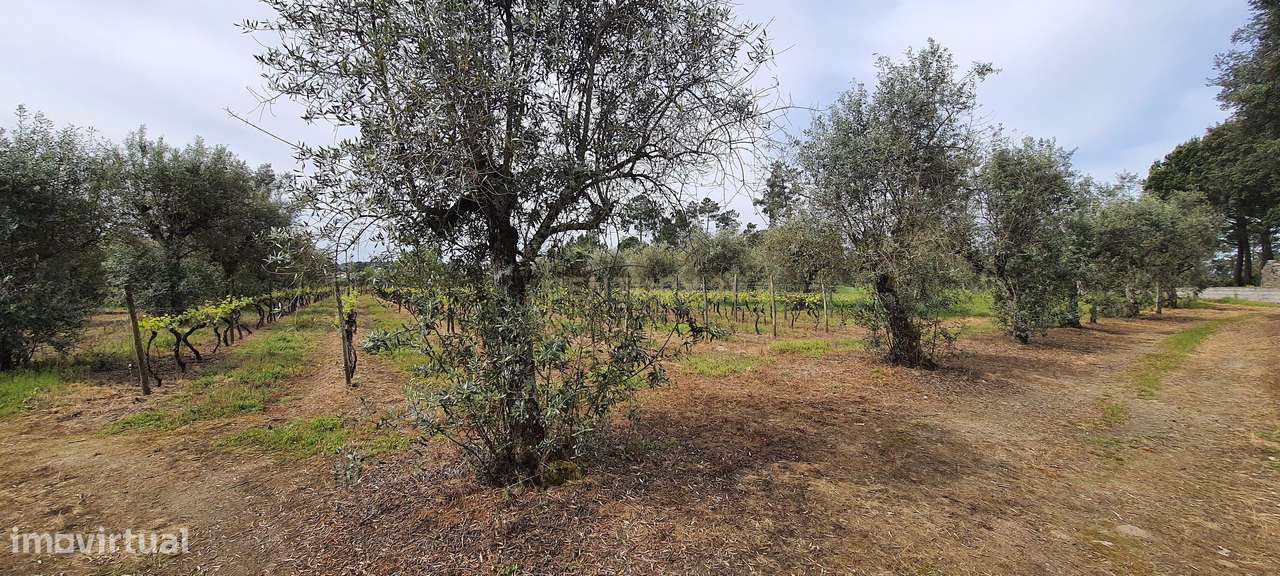 Terreno em Santar - Grande imagem: 4/9