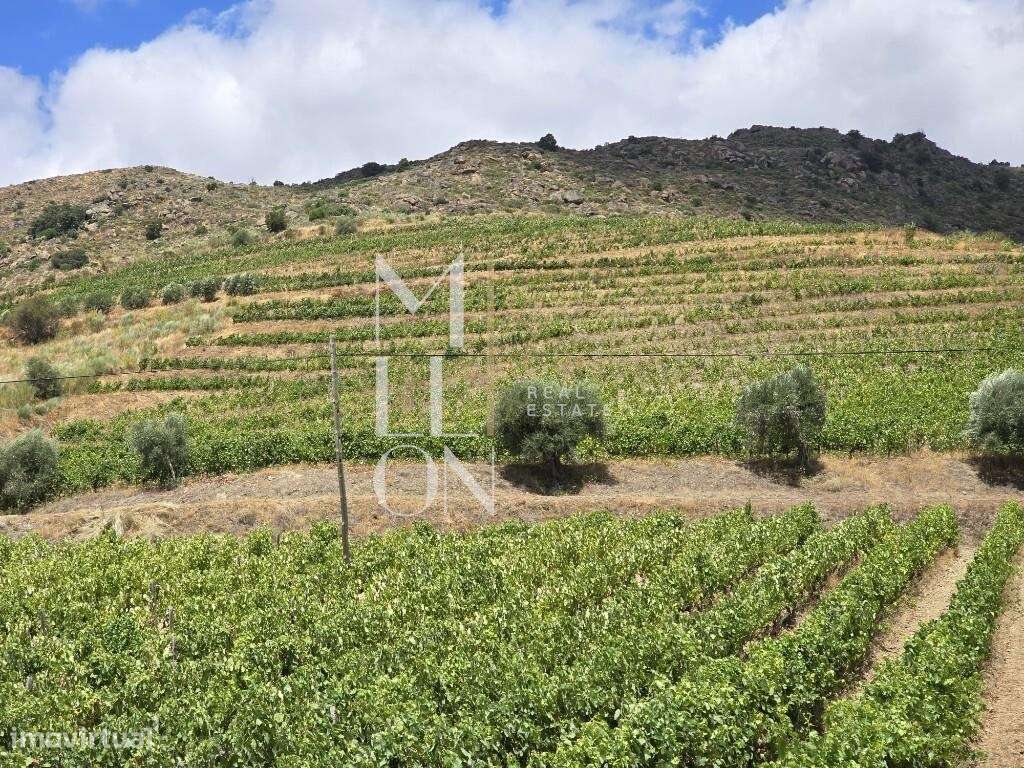 Quinta no coração do Douro Vinhateiro – Uma Oportunidade Única de Inve - Grande imagem: 4/14