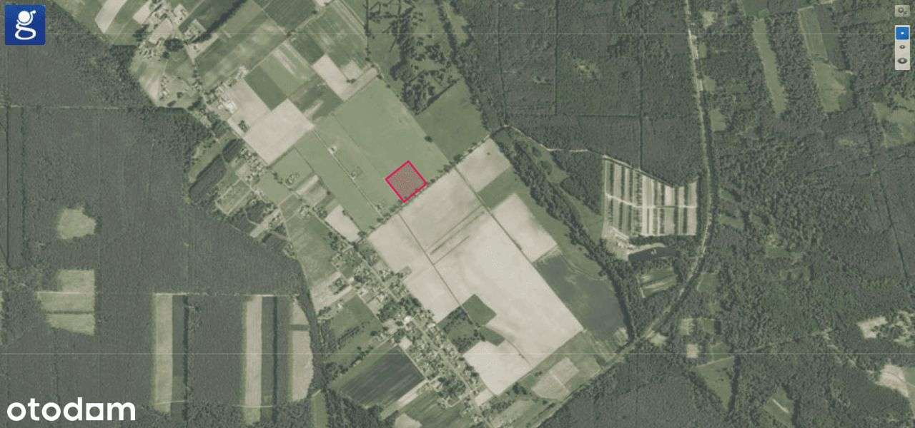 Duża działka 1,5 ha pod lasem - Kały - Pełny obrazek: 2/3