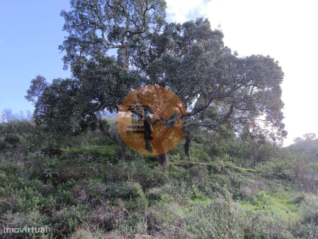 TERRENO RÚSTICO COM 29.400 M² - COM POÇO - LINHA DE ÁGUA - PARTE PL... - Grande imagem: 4/39