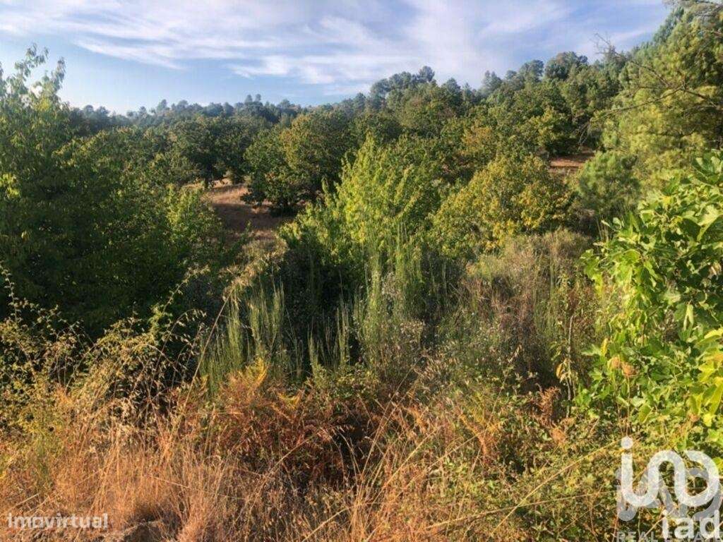 Terreno Agrícola em Vinhais de 7528,00 m2 - Grande imagem: 3/3