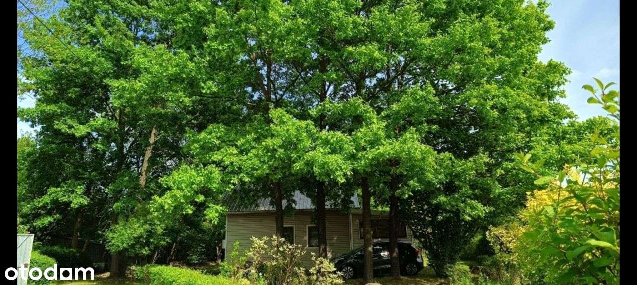 Działka siedliskowo leśna z domkiem-3