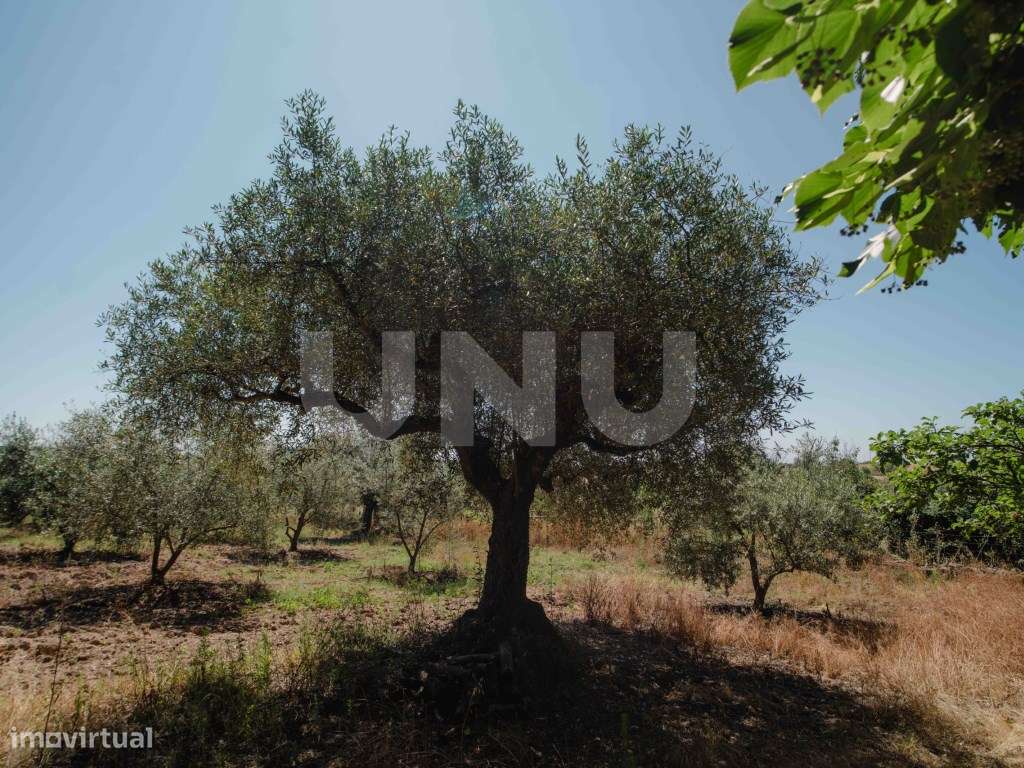 Herdade com 34 Hectares-27