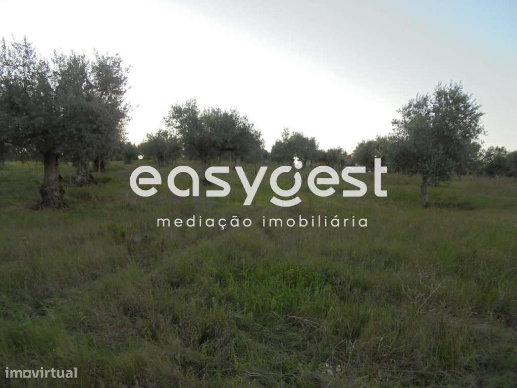 Terreno com oliveiras nas Curvaceiras - Grande imagem: 4/7