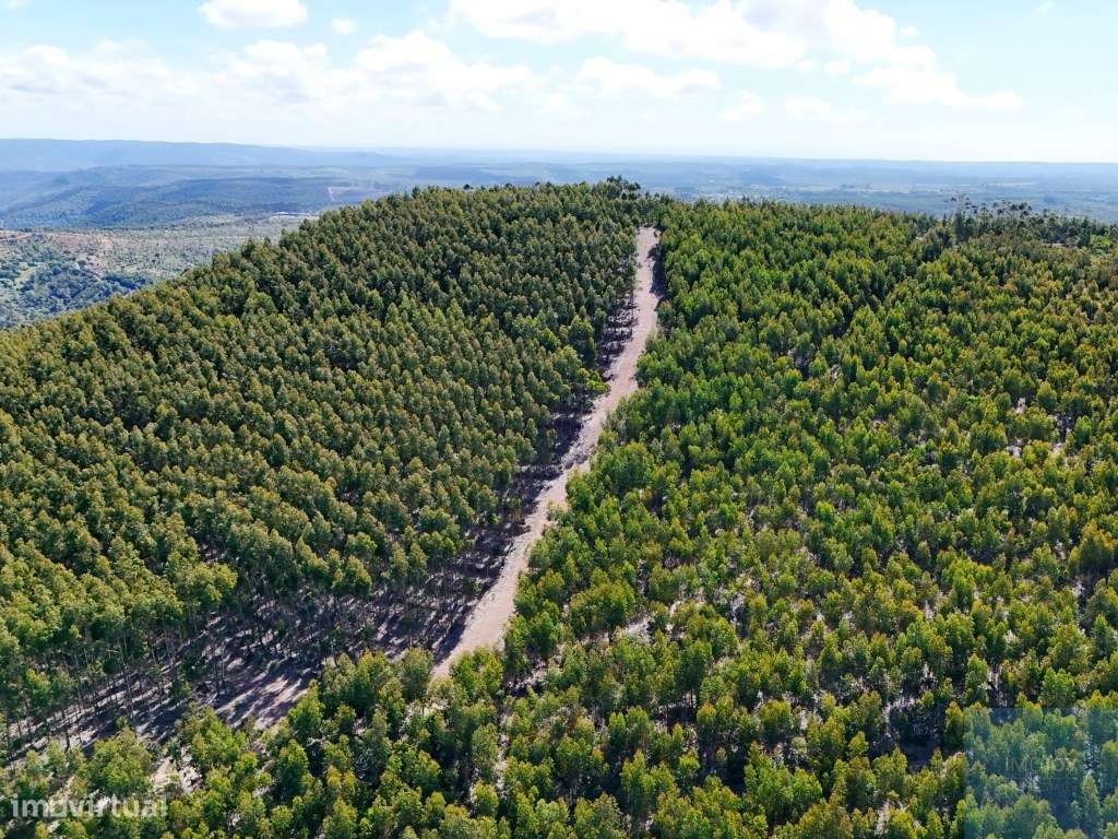 Terreno em São Teotónio, Odemira-15
