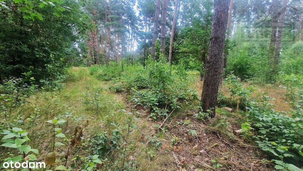 Działki bud. w Czarnym Lesie , gm. Grodzisk Maz. - Pełny obrazek: 5/6