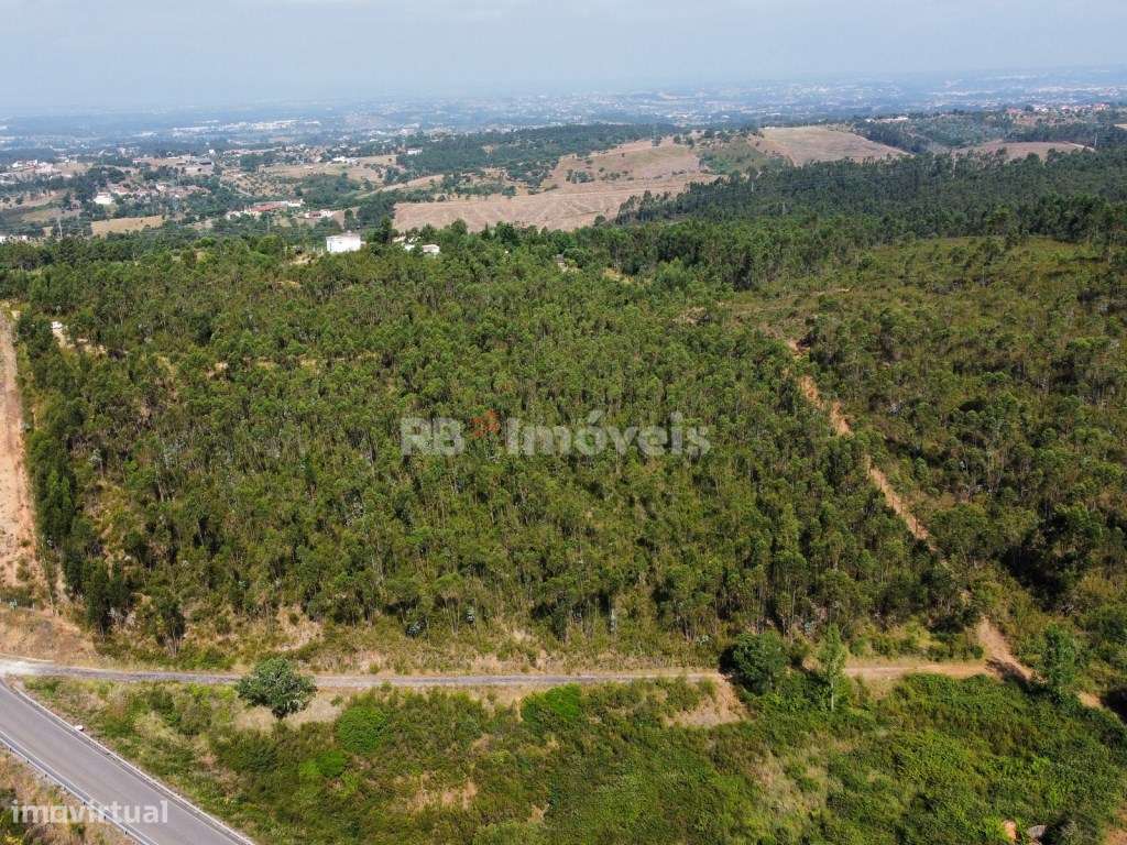 Terreno com 38360m² junto à Barragem de Castelo de Bode - Tomar - Grande imagem: 4/30