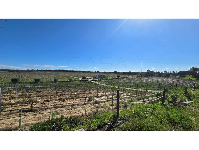 Herdade de 28.000m2 com vinha moscatel e habitações-24