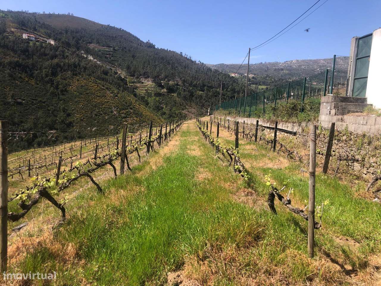 Quinta espetacular na região do vinho verde em plena produção-33