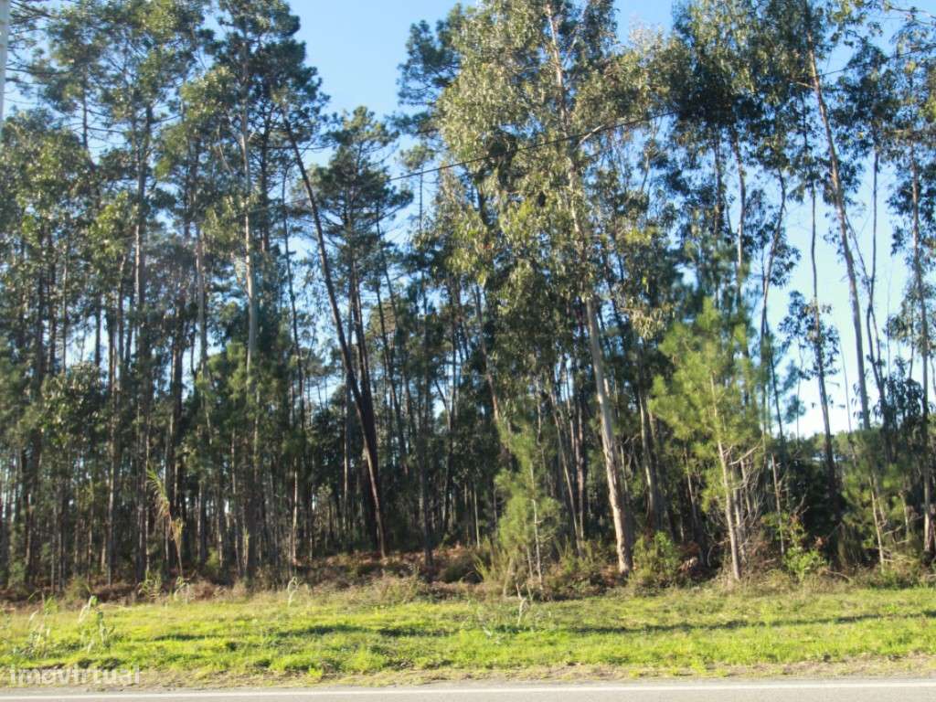 Terreno Rústico c/ 11000 m2 - Grande imagem: 5/5