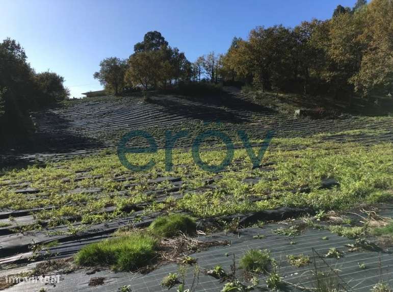 Quinta para restauro em Serzedelo - Póvoa de Lanhoso - Grande imagem: 5/8