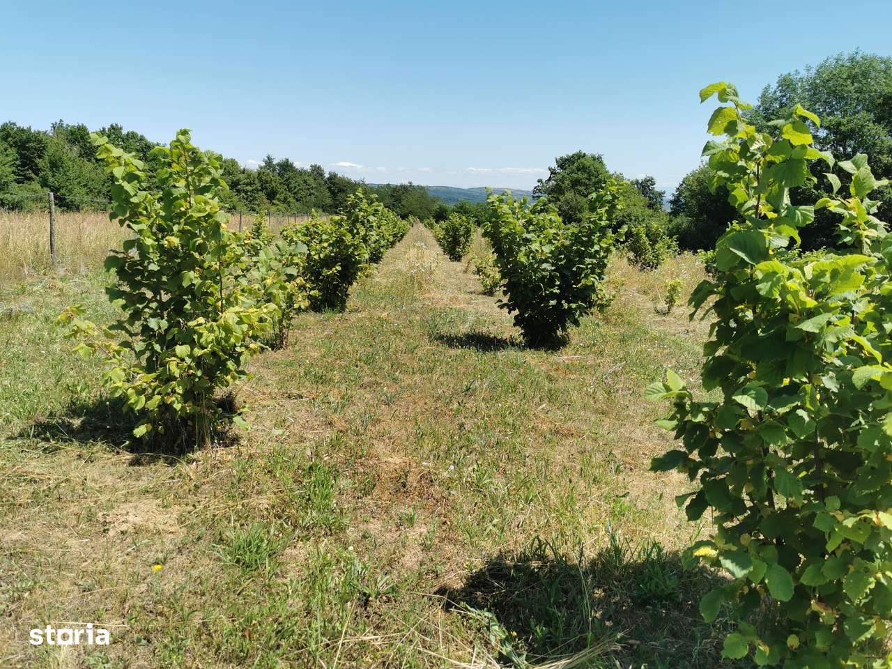 Ferma de aluni + teren turistic panoramic - Imagine principală: 5/9