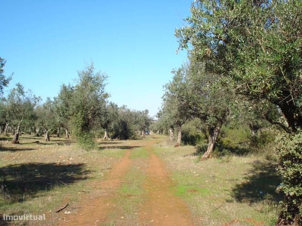 Terreno, 5.5 hectares, PIP aprovado com possibilidade construção ho... - Grande imagem: 5/15