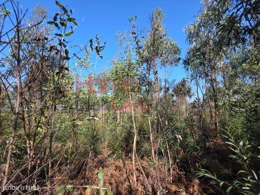 Terreno na zona industrial de Albergaria-a-Velha-15