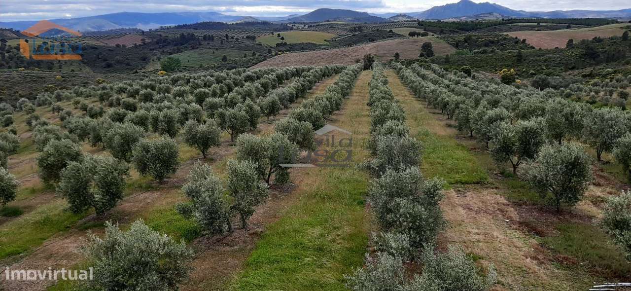 Quinta Mirandela Com 12 Hectares Proxima Do Rio Tua