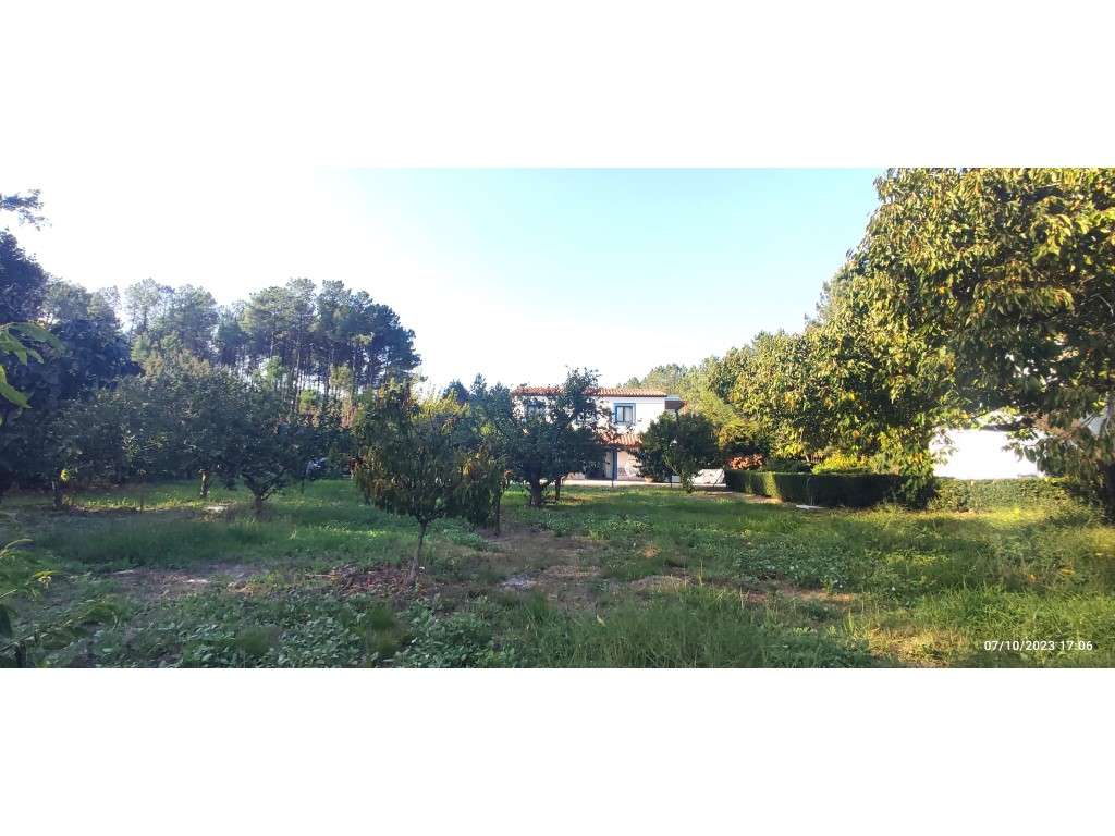 Quinta com duas moradias, anexos, diversas arvores de fruto, vinha ...-12