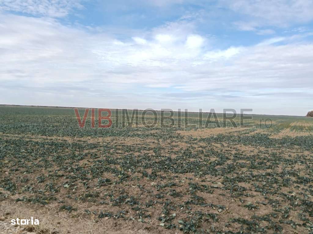 Ferma Agricolă 1.350 Hectare – Grad de Comasare 96–97%, Chișineu - Imagine principală: 5/14