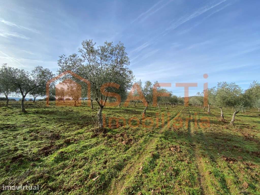 Olival de Excelência com 2,2 Hectares em Macedo de Cavaleiros - Pro...-22