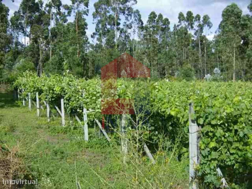 Terreno, Coucieiro - Grande imagem: 5/9