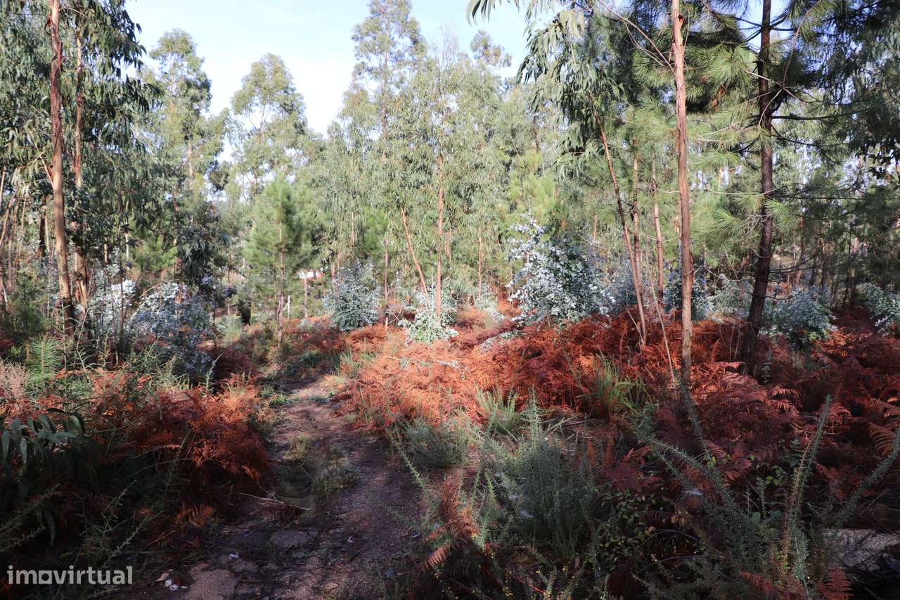 Terreno Para Construção  Venda em Lustosa e Barrosas (Santo Estêvão),L - Grande imagem: 5/8