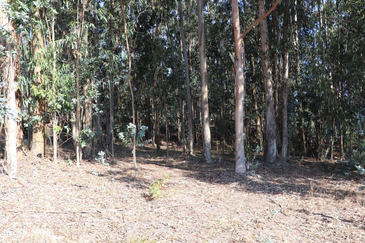 Lote Industrial  Venda em Lordelo,Paredes-14