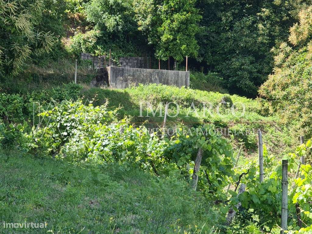 Olival de Presas - Grande imagem: 3/8