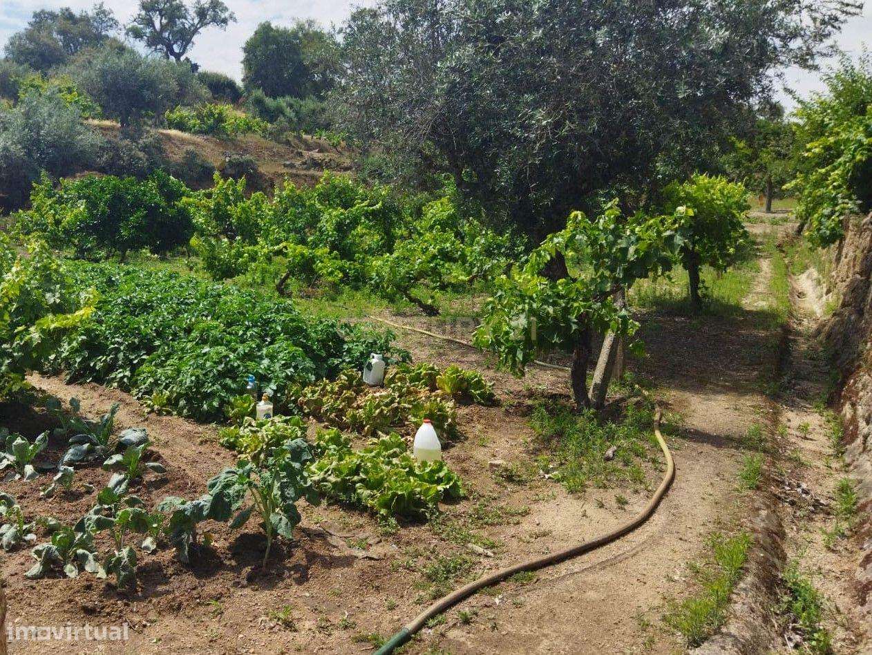 Terreno rústico | Lousa CTB, Castelo Branco-8
