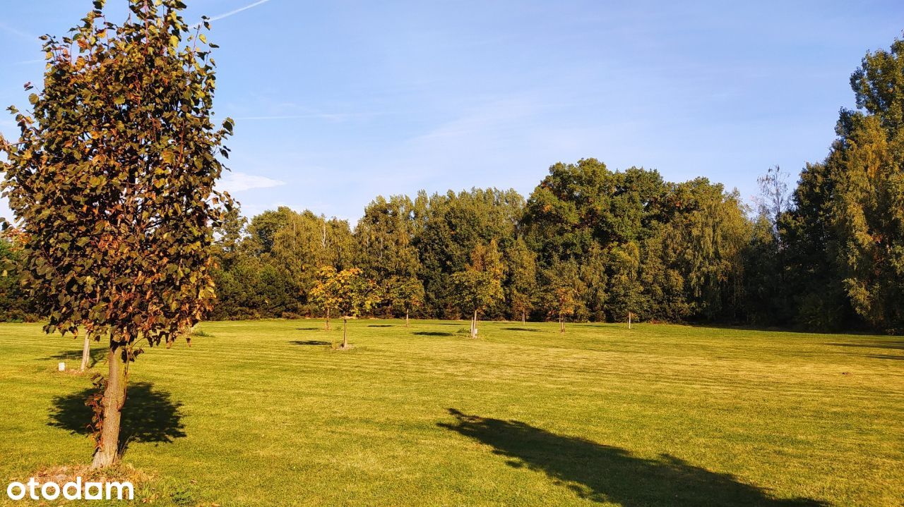 Chorzeń Kameliowa staw