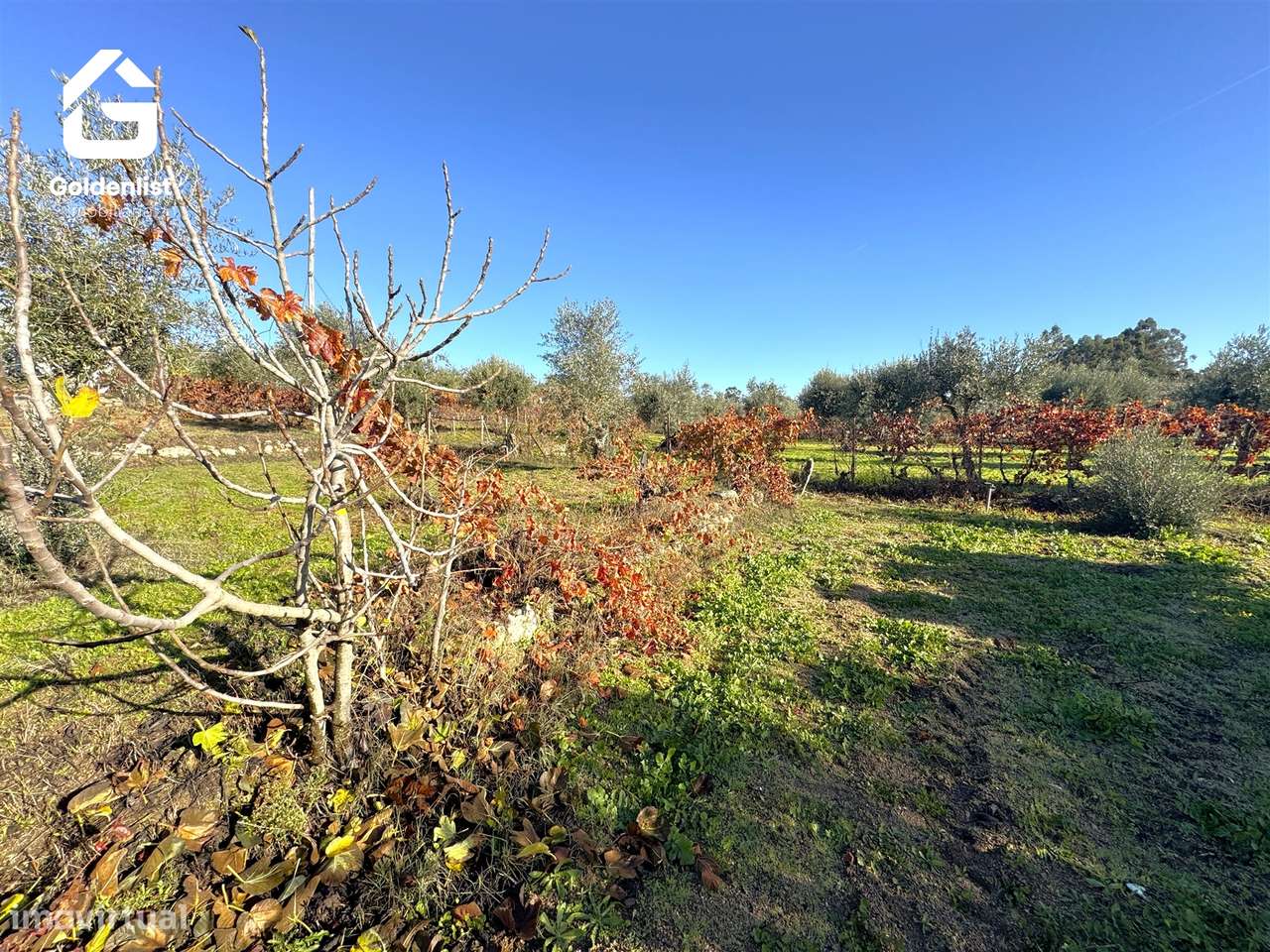 Quinta T3 Venda em Escalos de Cima e Lousa,Castelo Branco-39
