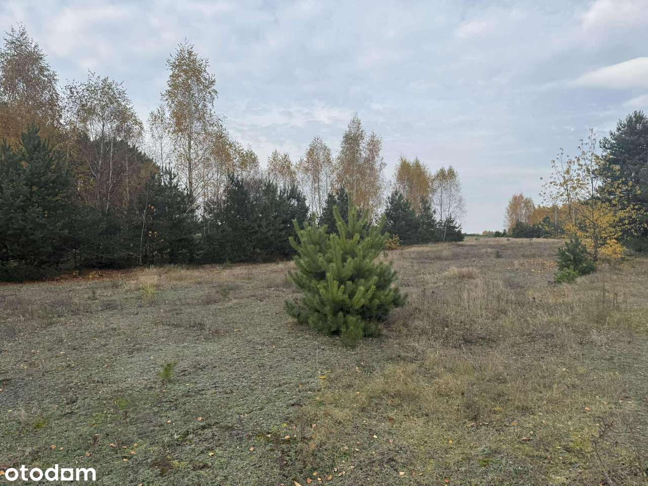 Bezpośrednio. Duża działka z Warunkami Zabudowy.-10