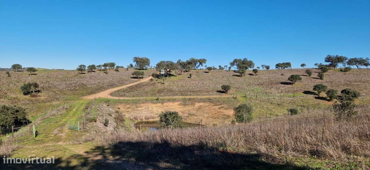 Herdade de 62 Hectares no Coração do Alentejo – Évora  - Agricultura --23