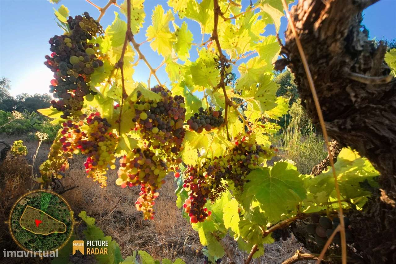 Terreno com Vinha e Poço em Granito | Salgueiro do Campo-12