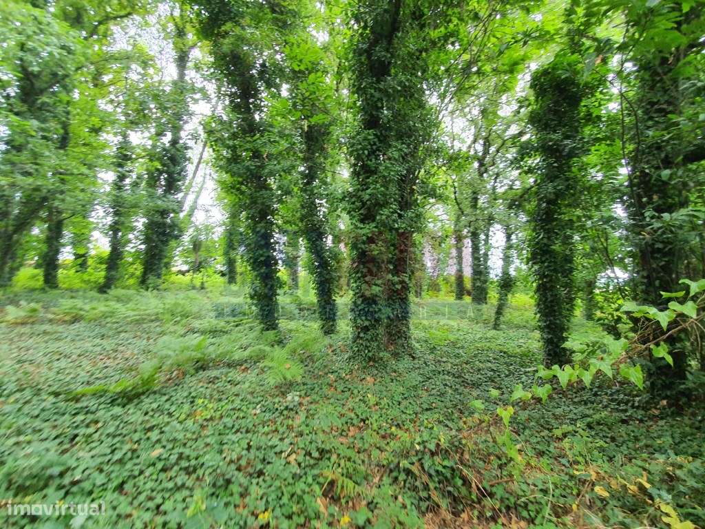 Terreno industrial na Trofa - Porto - Grande imagem: 4/8