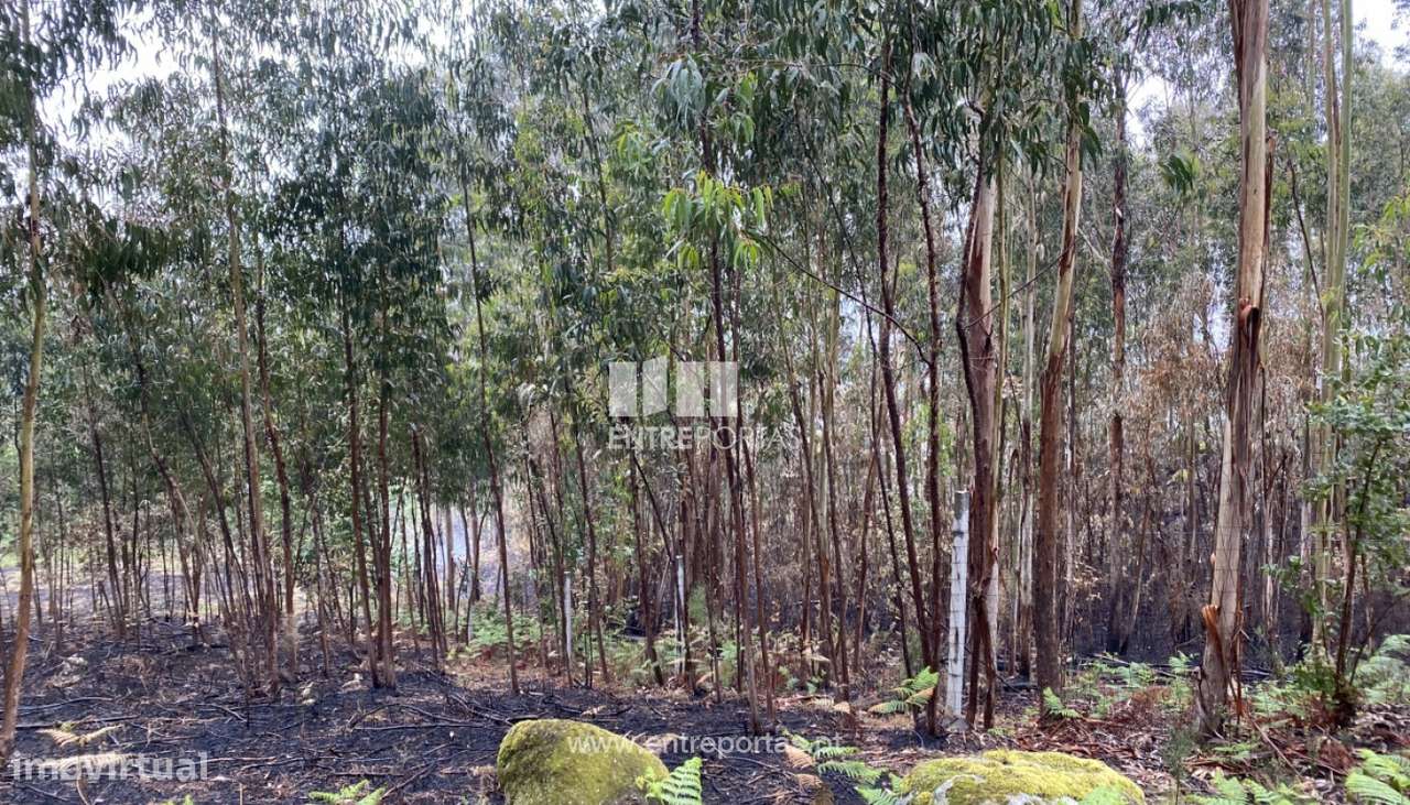 Venda Terreno com área de 2300 m2, Vila Boa do Bispo, Marco de Canave - Grande imagem: 2/31