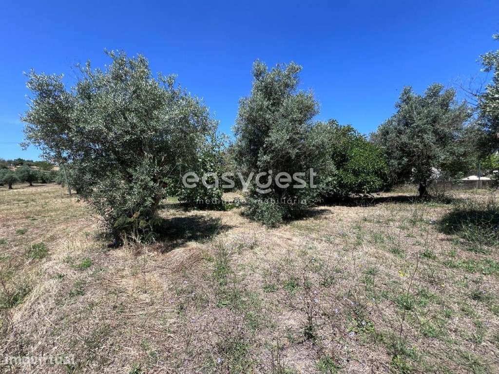 Terreno para construção bem localizado junto a cidade de Tomar - Grande imagem: 4/15