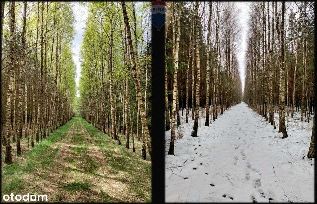 Szybka sprzedaż ponad 1 ha 4 działki łącznie - Pełny obrazek: 5/6
