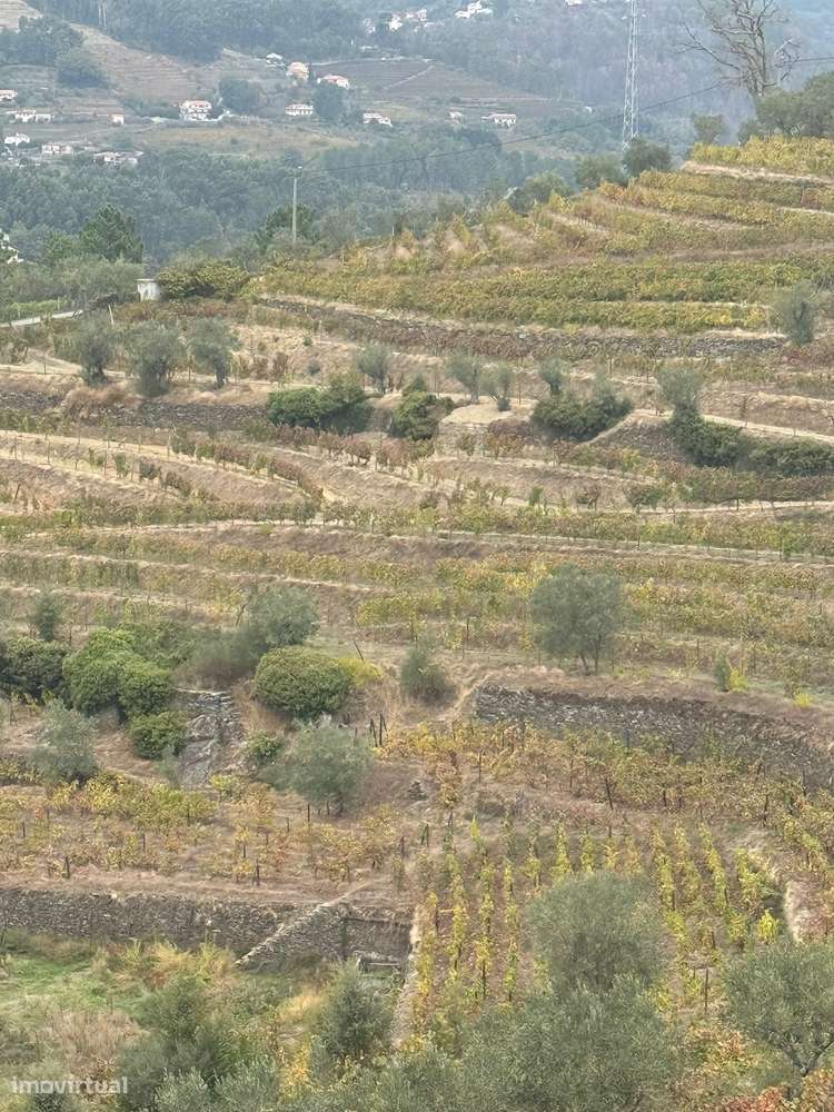 Quinta do Prado em Moura Morta, Régua-34