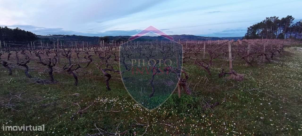 Quinta  Venda em Sezures,Penalva do Castelo-11