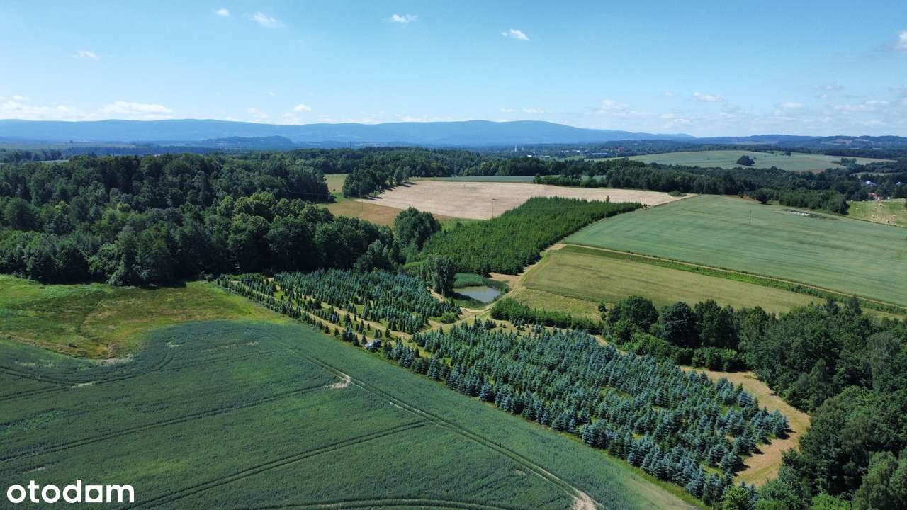 Działka, 61 800 m², Gryfów Śląski-0
