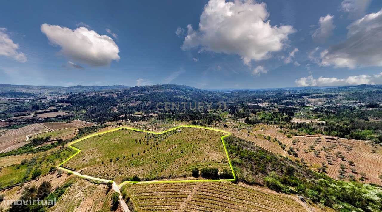 Terreno com 75230 m2 em Sendim - Tabuaço | Viseu - Grande imagem: 3/21