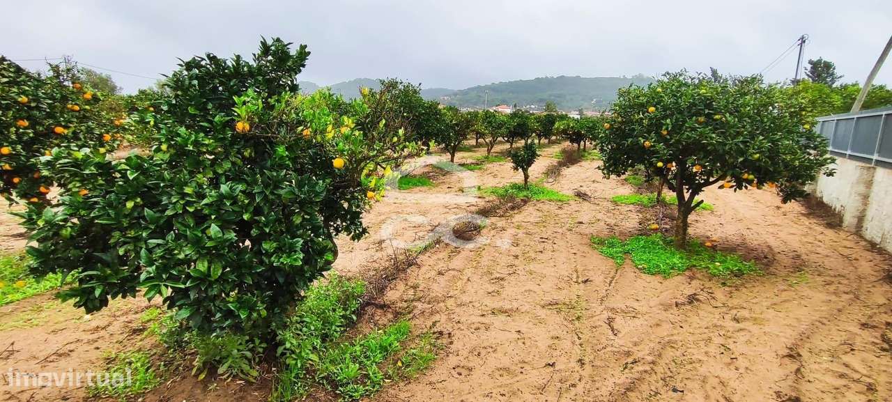 Terreno para construção com 7.415 m² em Cabanas, Quinta do Anjo, Palme-10