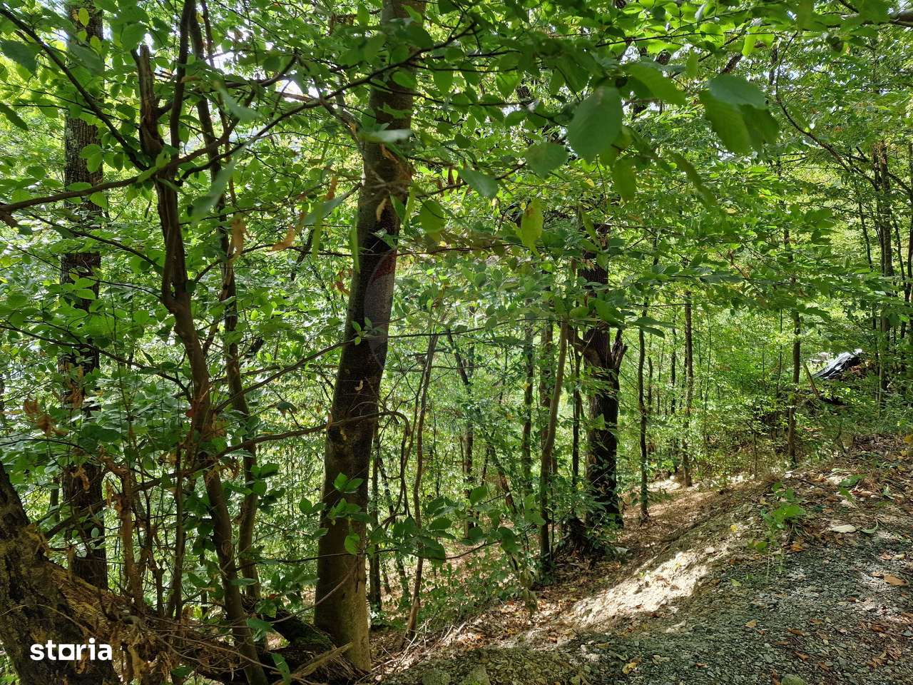 Teren extravilan de pădure,  Florești - Imagine principală: 3/3