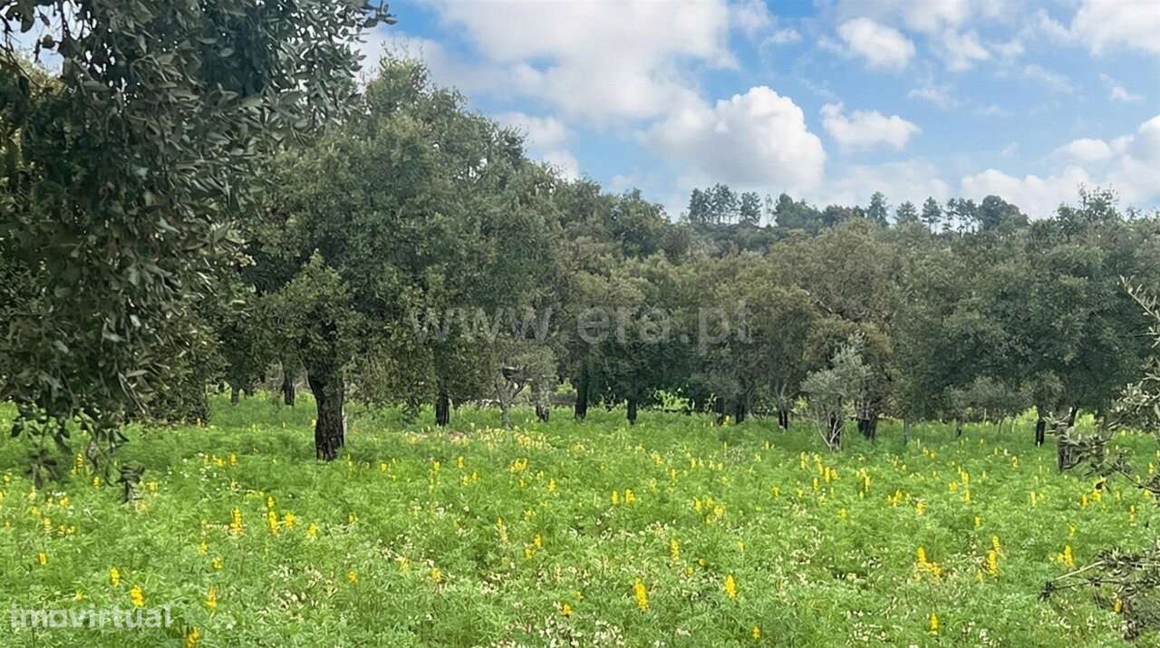 Quinta T1 / Fundão, Póvoa da Palhaça - Grande imagem: 4/20
