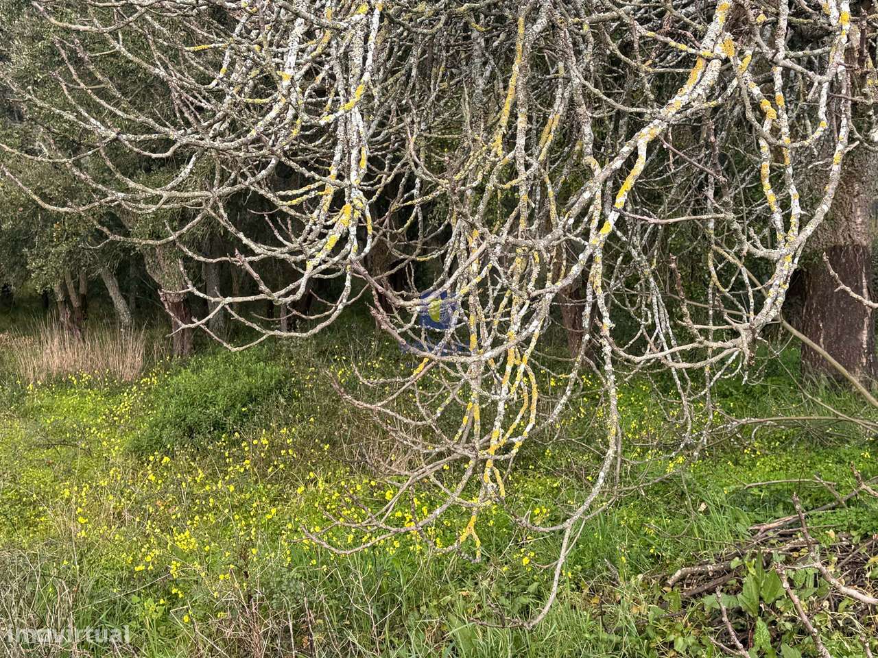 Terreno Hortas, Azinheira - Rio Maior - Grande imagem: 5/11