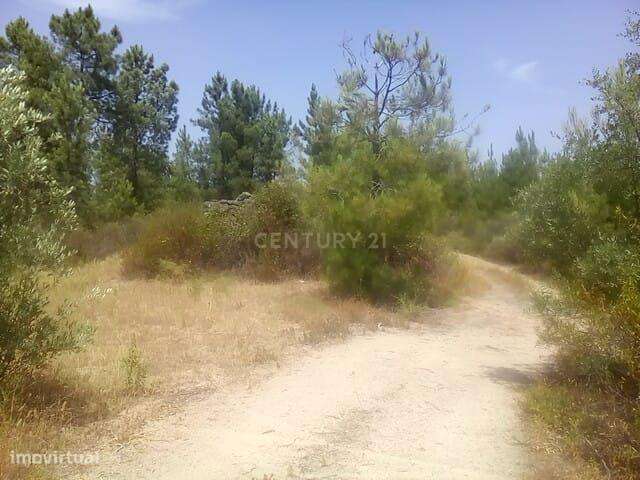 Terreno Rústico, Salgueiro do Campo - Grande imagem: 4/7