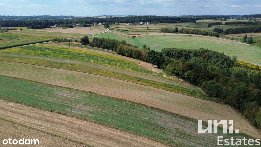 Lesieniec| 98 arów| Zagrodowa - Pełny obrazek: 4/8