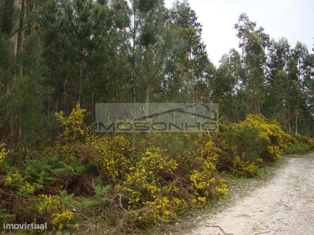 Terreno - Grande imagem: 2/2