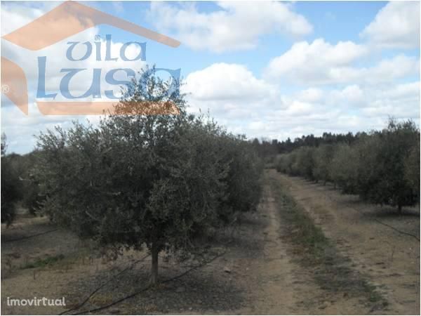 Herdade no Alentejo de Olival